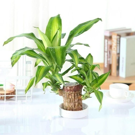 Brazilian wood plant Pack of 1