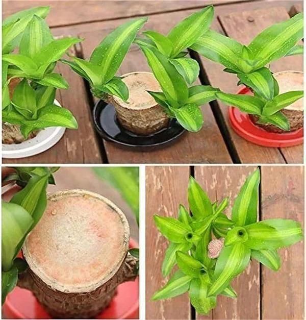 Brazilian wood plant Pack of 1